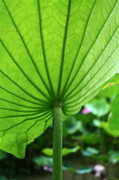 ♪この葉なんの葉　気なる葉　見たこともない花が咲くでしょう