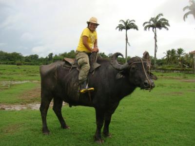 なみお＆みすたぁのなんちゃって世界一周旅行　ブラジル・水牛とお散歩