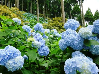 花園あじさい園