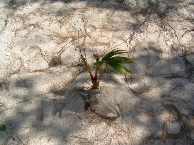 テニアン　とても素朴な島へ上陸