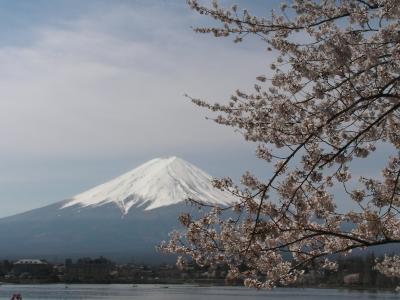 富士山と桜　2010