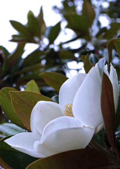 花と卵と太陽(なんのこっちゃ)