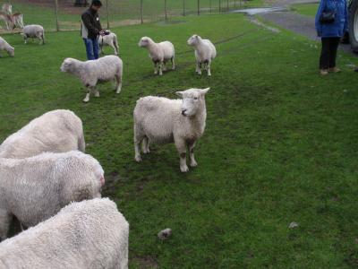 ニュージーランド～オークランド編～