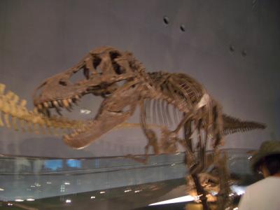 福井恐竜博物館自然教室　恐竜化石発掘見学・体験