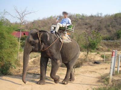 タイ ホアヒンで象に乗る