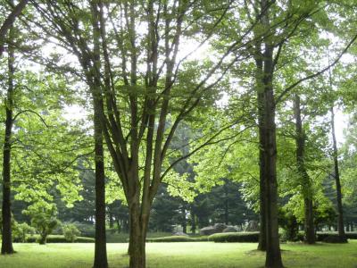 一年振りの山形のお蕎麦