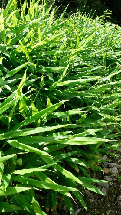 広島&山口2009(全4日間)2