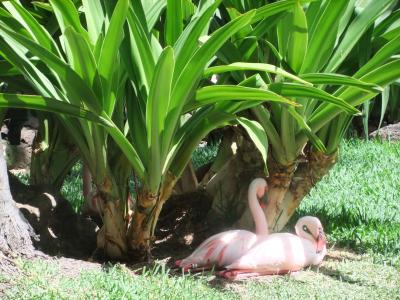 5月下旬のハワイ♪