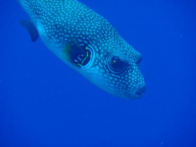 シャルム エル シェイク ダイビング に関する旅行記 ブログ フォートラベル エジプト Sharmelsheikh シャルム エル シェイク ダイビング に関する旅行記 ブログ フォートラベル エジプト Sharmelsheikh