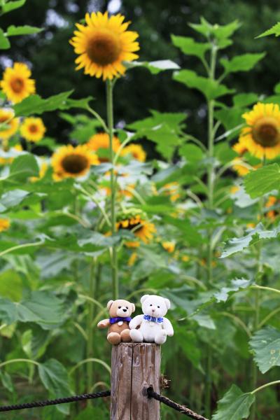 ２３品種、約９０００本のひまわりがお出迎え　「万博公園ひまわりフェスタ」