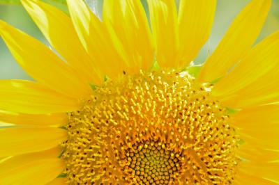 夏真っ盛り、万博公園「ひまわりフェスタ」