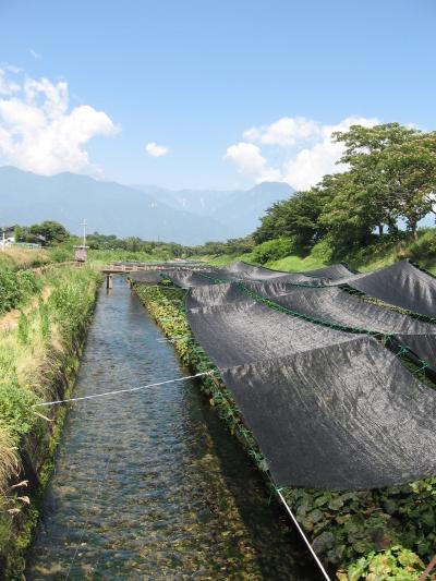 長野県　安曇野ぶら、ぶら～♪（夏）