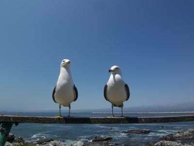 【青森】三内丸山遺跡・蕪島・種差海岸（2010.6）