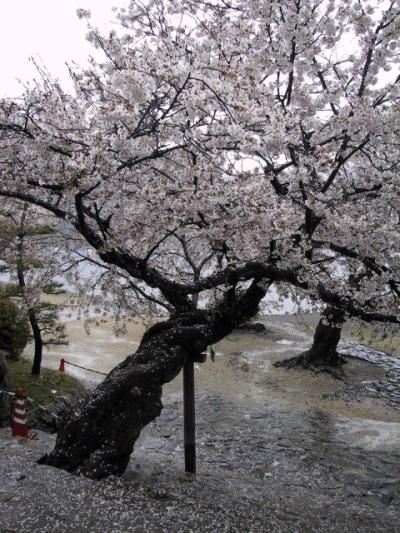 高知・広島・萩の桜巡りの旅