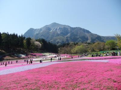 秩父の芝桜を見に行こう！