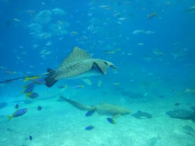 青の洞窟他、体験ダイビングとコンドミニアム　IN　恩納村