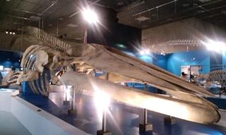 2010.7.30大哺乳類展（海のなかまたち）