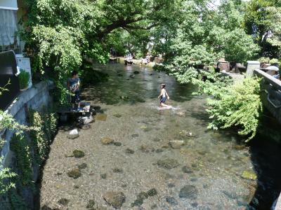 三島って素敵な街ですね。三島市内を散歩（三島大社、楽寿園）