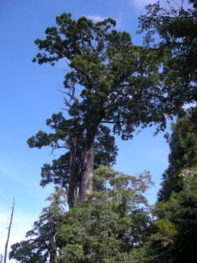 阿里山：神宿る巨木を巡る（格安航空で初台湾４）