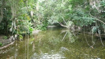 2010年豪州 パームコーブ&ディンツリーNP.モスマン渓谷とバロン渓谷 ②