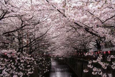 真夏になんですが、、、中目黒の桜