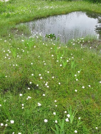 暑さを忘れ、栂池高原へ