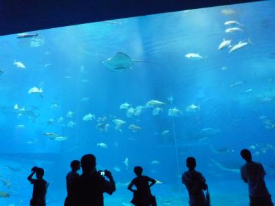 沖縄 本部半島へ その３（ちゅら海水族館）