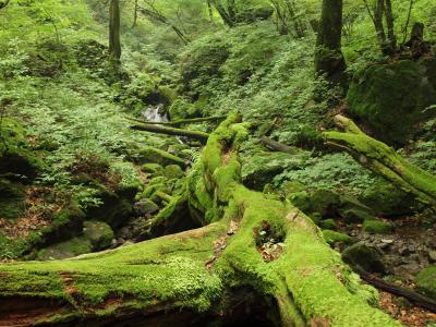 大岳山登山と御岳山ロックガーデン