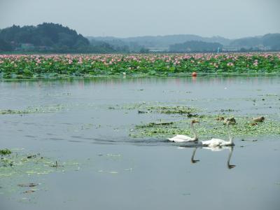 宮城県北　夏の花めぐり　はす＆ひまわり☆