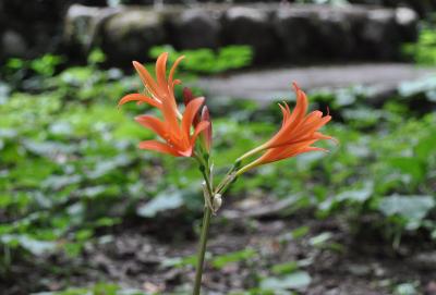 ｢　高尾山　稲荷山コース　～　いろはの森　」ウォーク　（2010/8月）