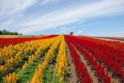 富良野・美瑛の美しい風景を求めて