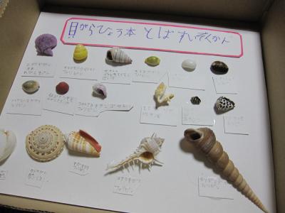 『天然素材 貝殻標本セット 鳥羽水族館購入品』 天然素材 貝殻標本セット 鳥羽水族館購入品』 貝類・標本・標本