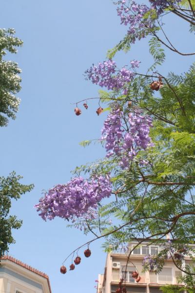 ギリシアの旅ー６　アテネ下町歩き