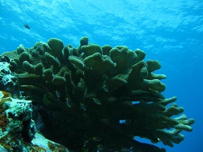 2010年 3年ぶり4回目のグアム《ダイビング2日目編》