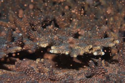 “珊瑚の産卵”、神秘的な幻想の世界へ！　