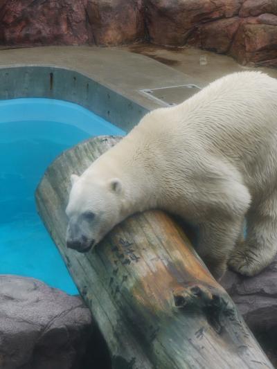 男鹿水族館ＧＡＯ②／豪太にハマりました♪＠＾＾＠