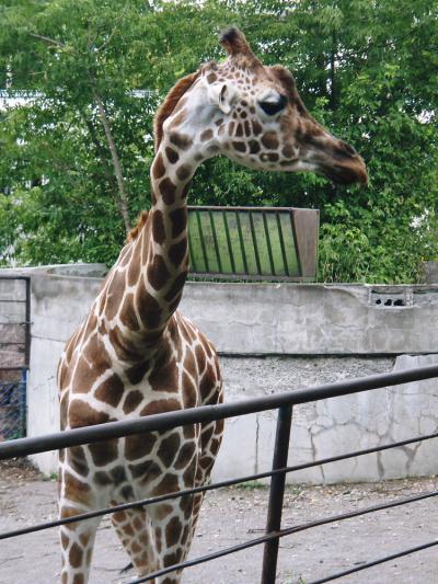 真夏の旭山動物園へ 10年8月