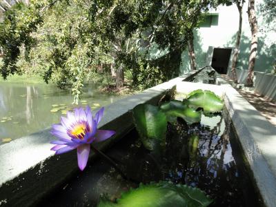 10年来の夢　スリランカ旅行記②/⑩　～シーギリヤ