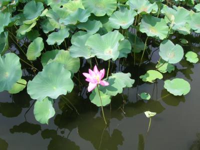 2010年真夏の旅 上海&蘇州 ~其の二 蘇州のちょっと庭園巡りと平江路~