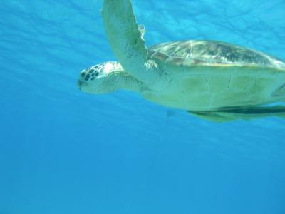 リピート渡嘉敷島♪シュノーケリング三昧2010夏休み