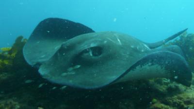 2009年豪州 北パースでの伊勢エビ漁ダイビング