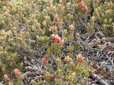 『燃える大地』＜ゴンドワナの大陸を旅して＞（５８）Mt.Wellington、山の草花。 