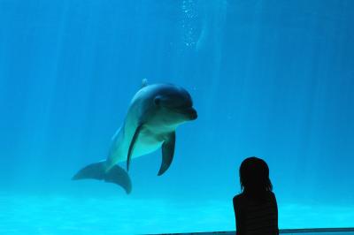 海の生き物に会いたい！　南知多ビーチランドへ