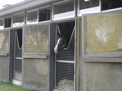 馬と　温泉と　私　牧場編　宮城県亘理