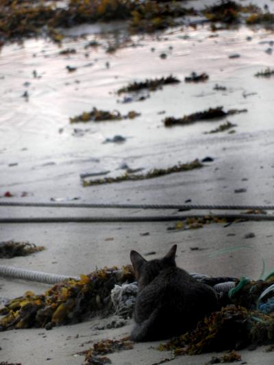 1 ABC Pulau Tioman にゃん流小次郎(仮名）の鮮やかなツバメ返しに遭遇した　　　　