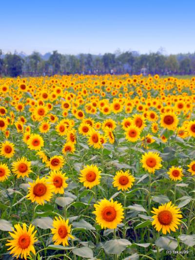 富士山麓山中湖旅行記　ひまわり編