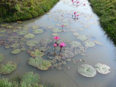 カンボジア　アンコール遺跡5日間の旅