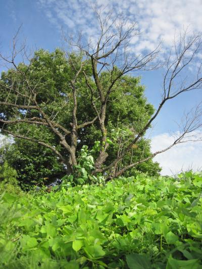 ままかねね、ねねね　in 横手