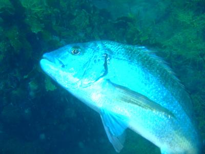 初めまして日本の海！日本海でダイビング