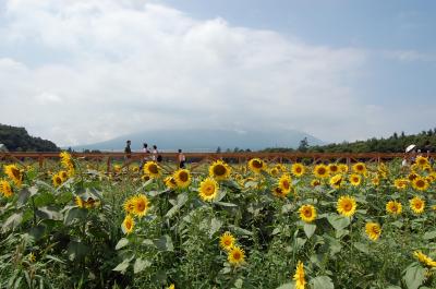山中湖・河口湖　ひまわり、リリー、河口湖音楽祭、富士山　1日目　（１／２）